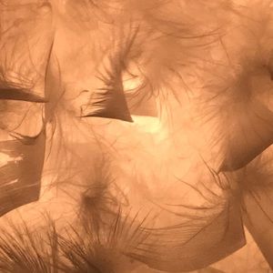 Meet your Posher, Punks